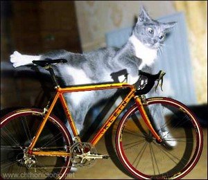 cat_on_bicycle.jpg